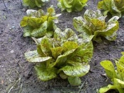 SEMINTE SALATA - D 176 STRAWBERRY CABBAGE LETTUCE - Img 3