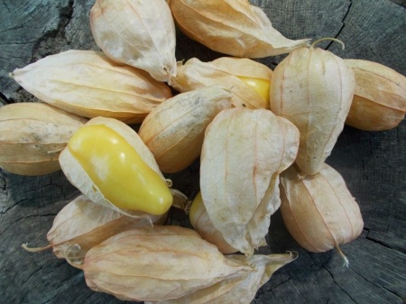 SEMINTE TOMATILLO - D 217 QUEEN OF MALINALCO - Img 6
