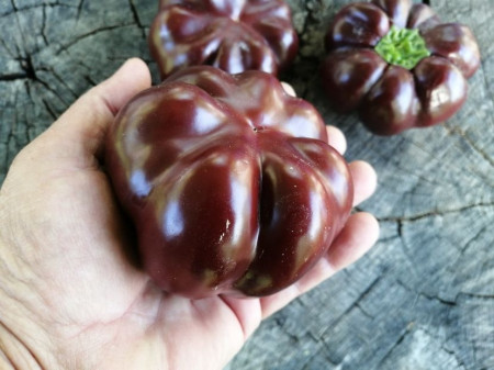SEMINTE ARDEI - A 83 TOMATEN PAPRIKA CHOCOLATE - Img 3