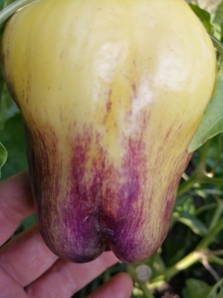 SEMINTE ARDEI - A 86 PURPLE SMUDGE GOLD - Img 8