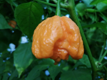 SEMINTE ARDEI IUTE - AI 132 CAROLINA REAPER PEACH neizolat - Img 3
