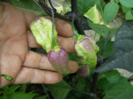 SEMINTE ARDEI IUTE - AI 93 PINK TIGER X REAPER PEACH (PHENO) - NEIZOLAT - Img 5