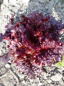 SEMINTE - D. 51 SALATA ROSIE - MERLOT