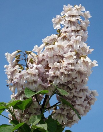 SEMINTE - D 98 PAULOWNIA TOMENTOSA