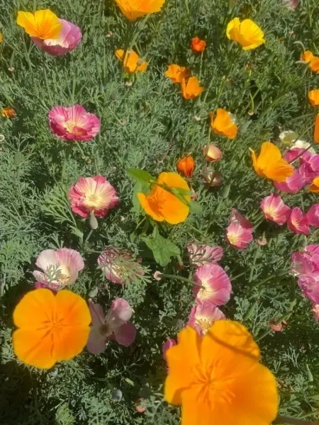 SEMINTE MAC CALIFORNIAN - ESCHSCHOLZIA CALIFORNICA - MIX - D 143 - Img 2