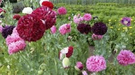 SEMINTE MAC DE GRADINA -D 141 PAEONY DOUBLE MIXED - Img 2