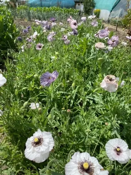 SEMINTE MAC - PAPAVER AMAZING GREY - D 138 - Img 3