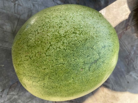 SEMINTE PEPENE VERDE DE IARNA - WATERMELON BOTSWANA FOR WINTER - D 234 - Img 5