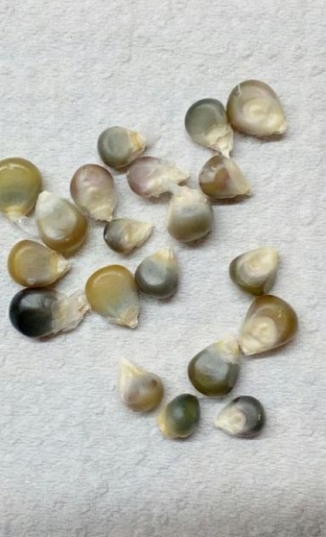 SEMINTE PORUMB POPCORN - GRUNPERL P 26 - Img 2