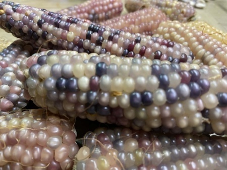 SEMINTE PORUMB POPCORN - P 02 - Img 3