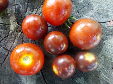 SEMINTE ROSII - T 1055 CHERRY BING TOMATO - Img 5