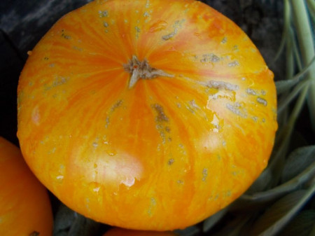 SEMINTE ROSII - T 697 YELLOW MELON