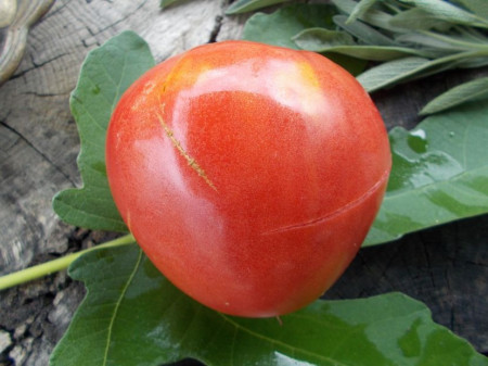 SEMINTE ROSII - T 746 HUNGARIAN PINK HEART