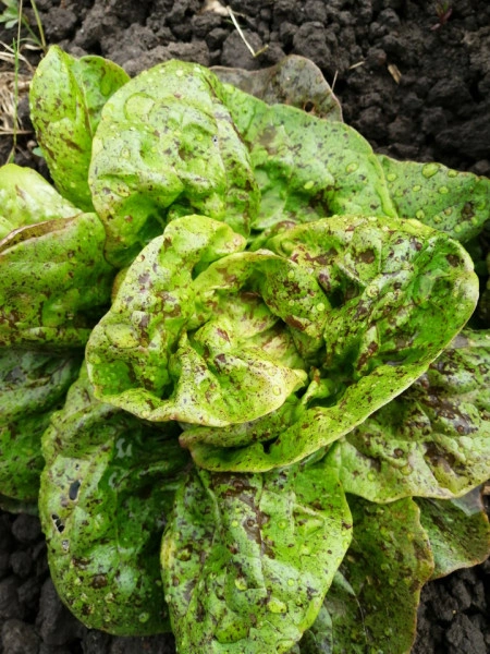SEMINTE SALATA - D 176 STRAWBERRY CABBAGE LETTUCE - Img 6