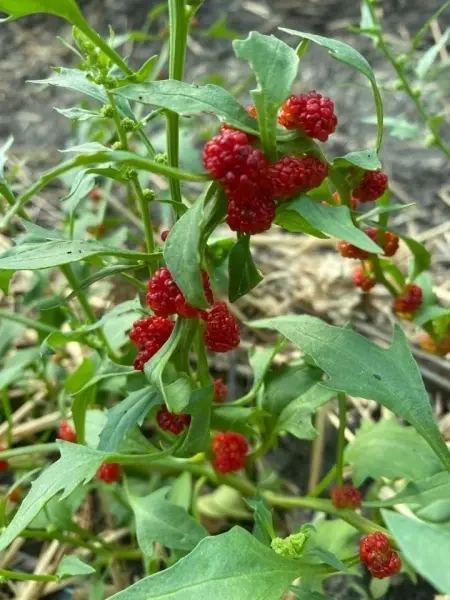 SEMINTE SPANAC STRAWBERRY - CHENOPODIUM FOLIOSUM - BLITUM VIRGATUM - D 16 - Img 5