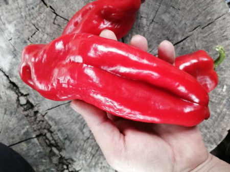 SEMINTE ARDEI - A 62- PALOMA RED PAPRIKA - Img 2