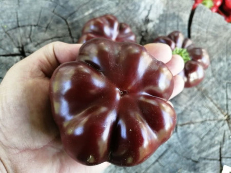 SEMINTE ARDEI - A 83 TOMATEN PAPRIKA CHOCOLATE - Img 4