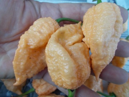 SEMINTE ARDEI IUTE - AI 42 PEACH MORUGA - NEIZOLAT