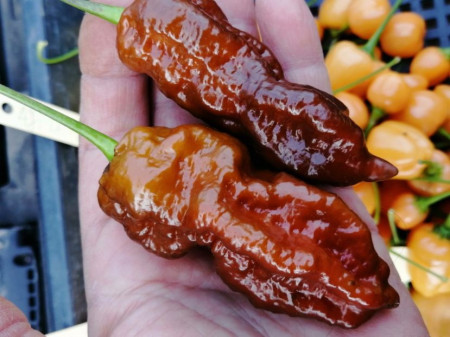SEMINTE ARDEI IUTE - AI 99 SAY S X BHUT PHENO 2 CHOCO - NEIZOLAT - Img 8