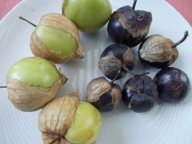SEMINTE - D. 77 TOMATILLO VIOLET - PURPLE DE MILPA - Img 3