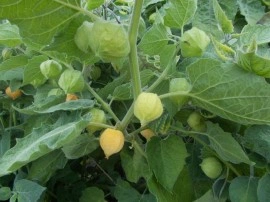 SEMINTE - D. 91 PHYSALIS PERUVIANA - Img 6