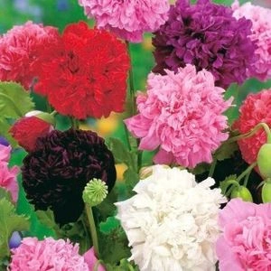 SEMINTE MAC DE GRADINA -D 141 PAEONY DOUBLE MIXED - Img 3