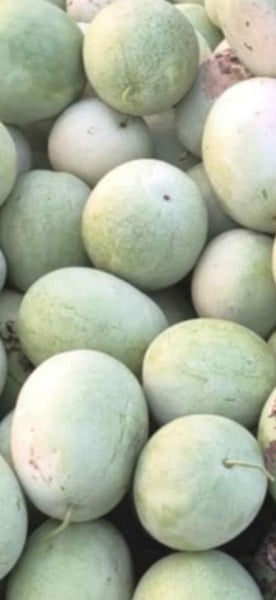 SEMINTE PEPENE VERDE DE IARNA - WATERMELON BOTSWANA FOR WINTER - D 234 - Img 2