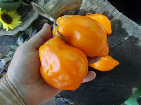 SEMINTE ROSII - T 651 - TULIP ORANGE - Img 3