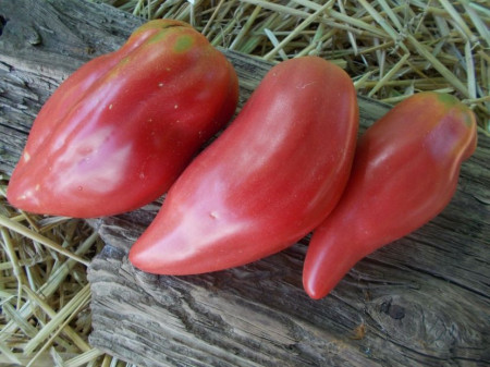 SEMINTE ROSII - T 948 TULIP PINK - Img 3