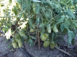 SEMINTE ROSII - T. 96 GREEN SAUSAGE - Img 2