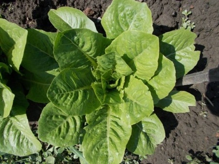 SEMINTE SALATA - D 114 SYRIAN LETTUCE - Img 2