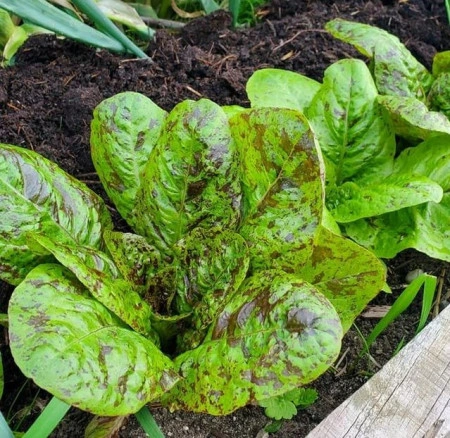 SEMINTE SALATA - D 176 STRAWBERRY CABBAGE LETTUCE - Img 5