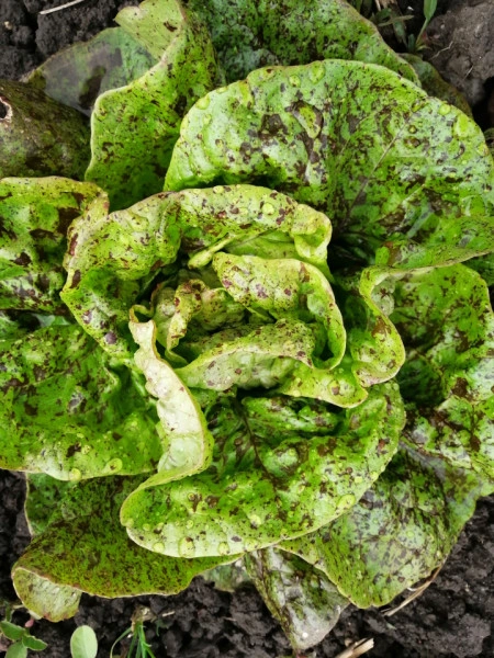 SEMINTE SALATA - D 176 STRAWBERRY CABBAGE LETTUCE - Img 7