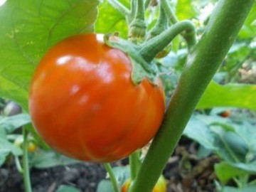 SEMINTE VINETE - V. 07 TURKISH ORANGE