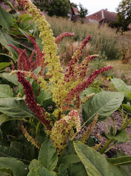 SEMINTE AMARANT - D 191 RIO SAN LORENZO II - Amaranthus hypochondriacus - Img 2