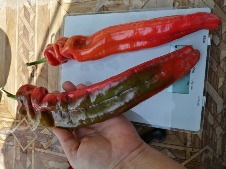 SEMINTE ARDEI - A 36 COCKATOO PAPRIKA - Img 2