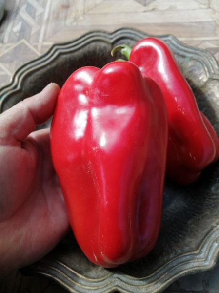 SEMINTE ARDEI - A 38 PADISHAH PAPRIKA - Img 3
