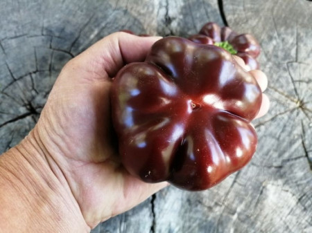 SEMINTE ARDEI - A 83 TOMATEN PAPRIKA CHOCOLATE - Img 5