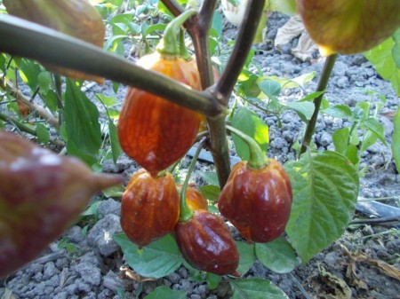 SEMINTE ARDEI IUTE - AI 44 PIMENTA MORANGA X TRINIDAD SCORPION - NEIZOLAT - Img 7
