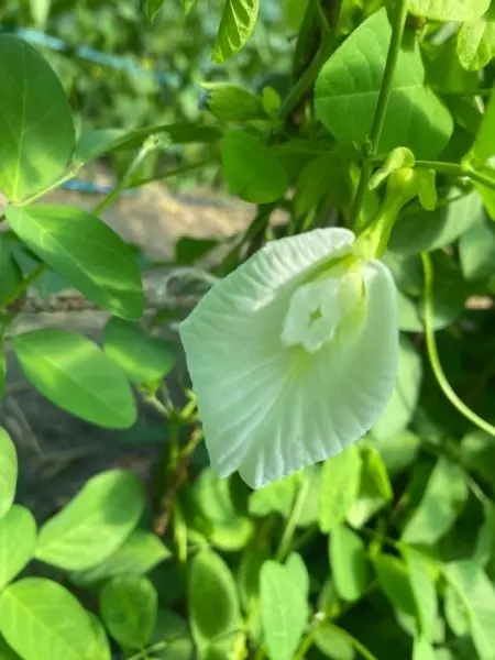 SEMINTE CLITORIA TERNATEA - D 17 - Img 3