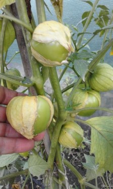 SEMINTE - D. 75 TOMATILLO - PHYLADELPHIA
