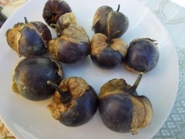 SEMINTE - D. 77 TOMATILLO VIOLET - PURPLE DE MILPA - Img 4