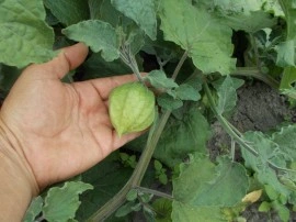 SEMINTE - D.79 PHYSALIS EDULIS - SCHONBRUNNER GOLD - Img 2