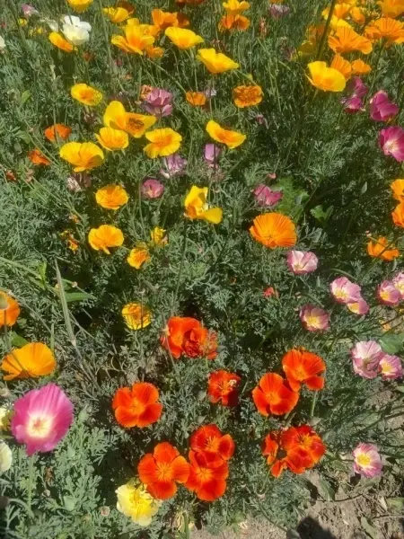 SEMINTE MAC CALIFORNIAN - ESCHSCHOLZIA CALIFORNICA - MIX - D 143 - Img 5