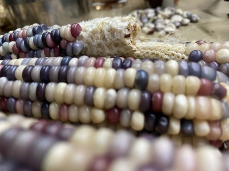 SEMINTE PORUMB POPCORN - GLASS GEM - P 11 - Img 6