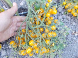 SEMINTE ROSII - T. 220 YELLOW CENTIFLOR