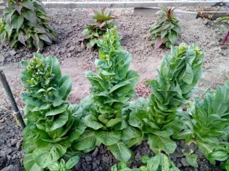SEMINTE SALATA - D 114 SYRIAN LETTUCE - Img 3