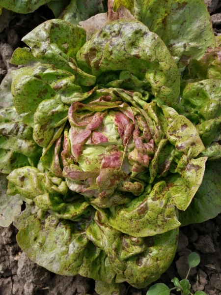 SEMINTE SALATA - D 176 STRAWBERRY CABBAGE LETTUCE - Img 8
