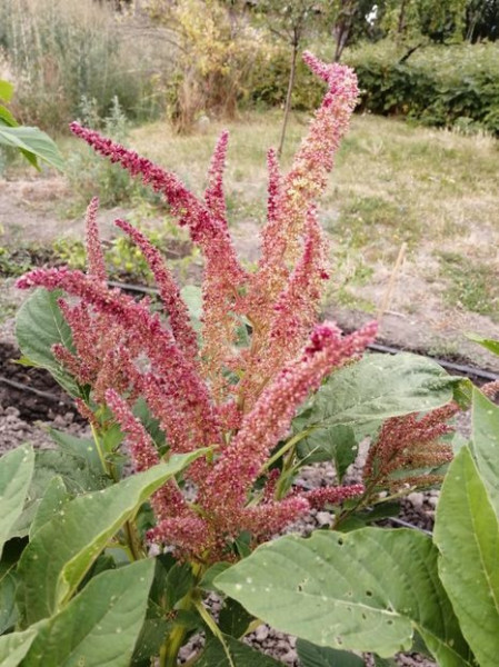 SEMINTE AMARANT - D 191 RIO SAN LORENZO II - Amaranthus hypochondriacus - Img 3