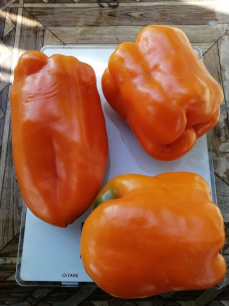 SEMINTE ARDEI - A 39 ORANZHEVYY PAPRIKA